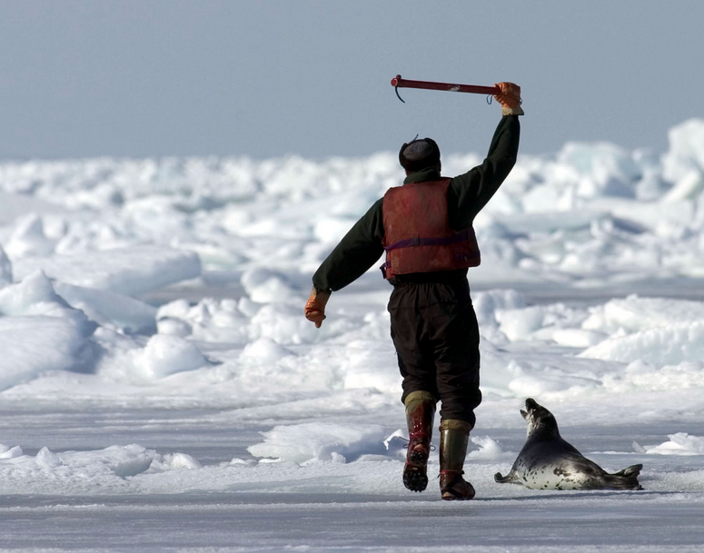 seal clubbing trip