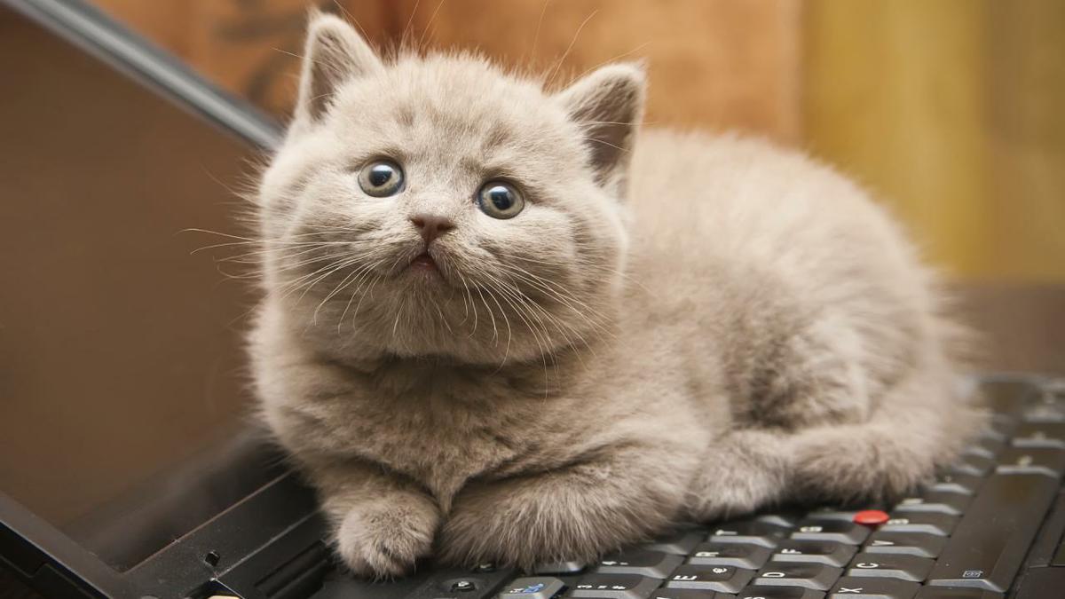 cat-on-keyboard.jpg