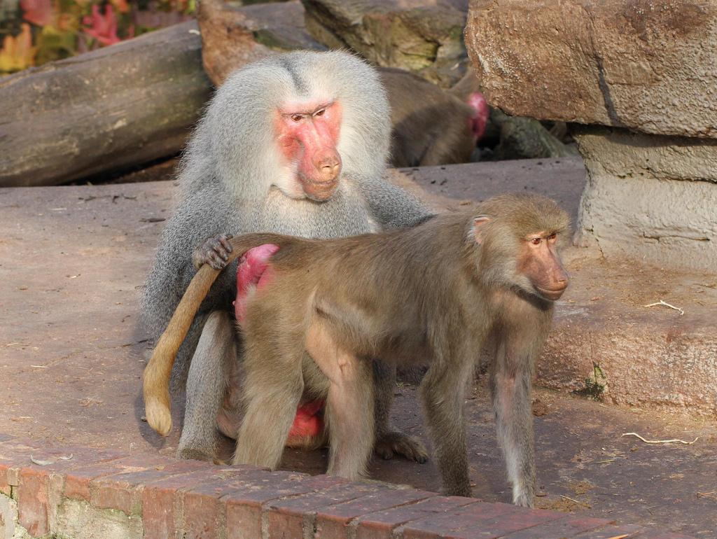 Baboon Tits - Women has sex with monkey stories - Other - XXX photos
