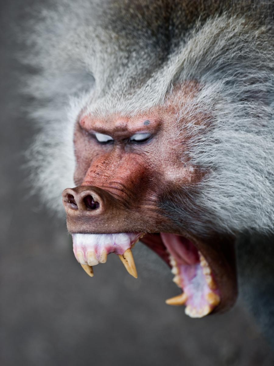 ScaryBaboon