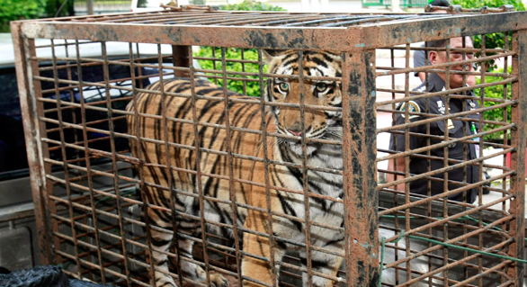 The Exotic Animal Trade