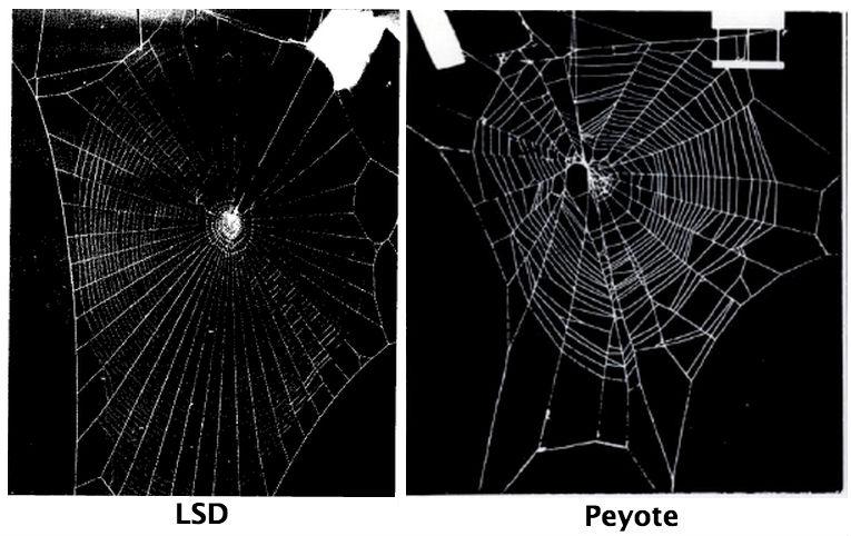 Como aranhas agem sob efeito de drogas? peyote lsd - Como aranhas agem sob efeito de drogas?
