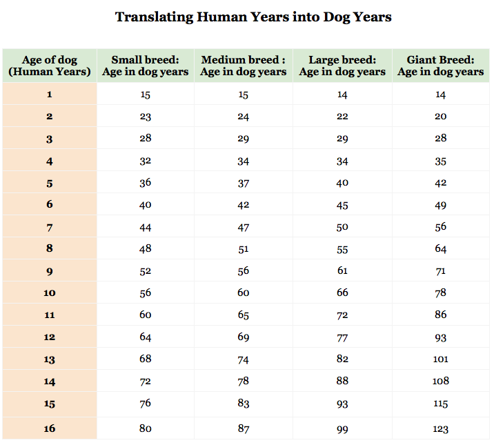 How do you calculate your age in dog years?