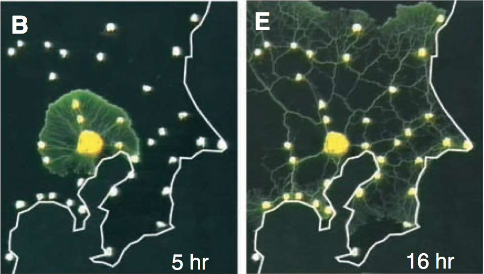 The Creative Genius of Slime Mold